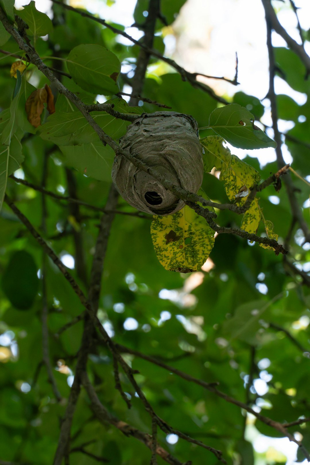 Frelon asiatique : le piège bouteille est-il sélectif ?