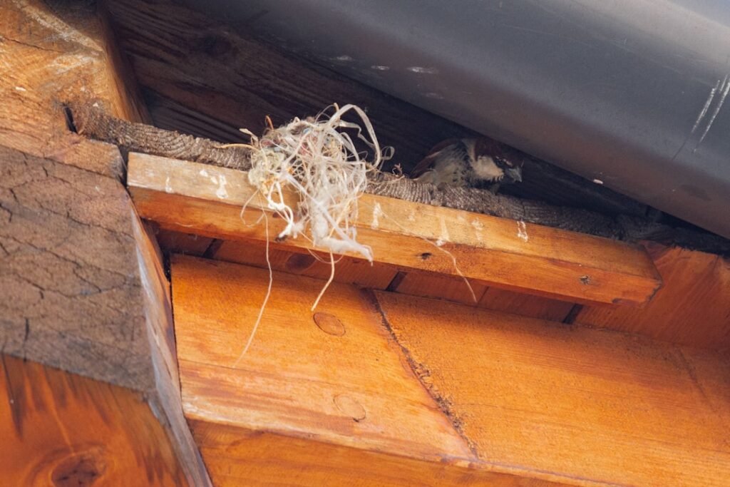 Nid de bourdons : pourquoi il ne faut pas les tuer