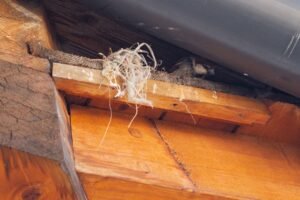 Nid de bourdons : pourquoi il ne faut pas les tuer