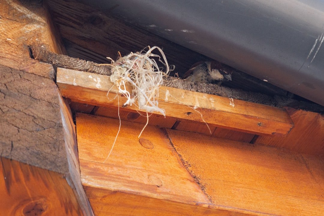 Nid de bourdons : pourquoi il ne faut pas les tuer