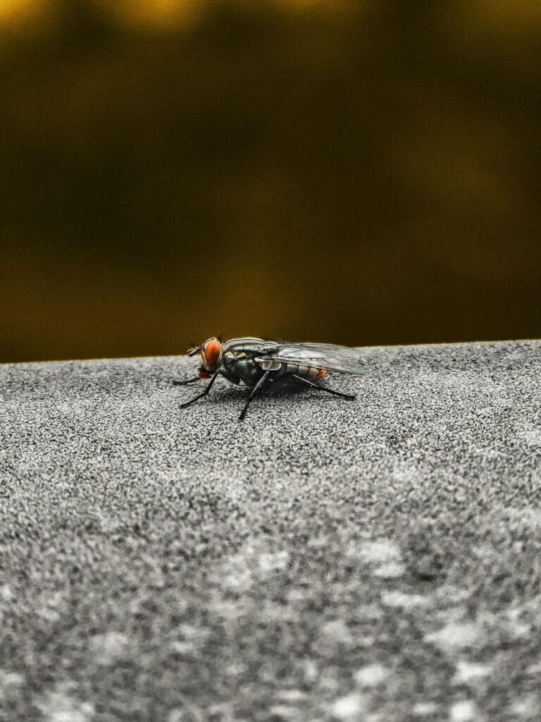 Scorpions en France : quelles régions sont touchées ?