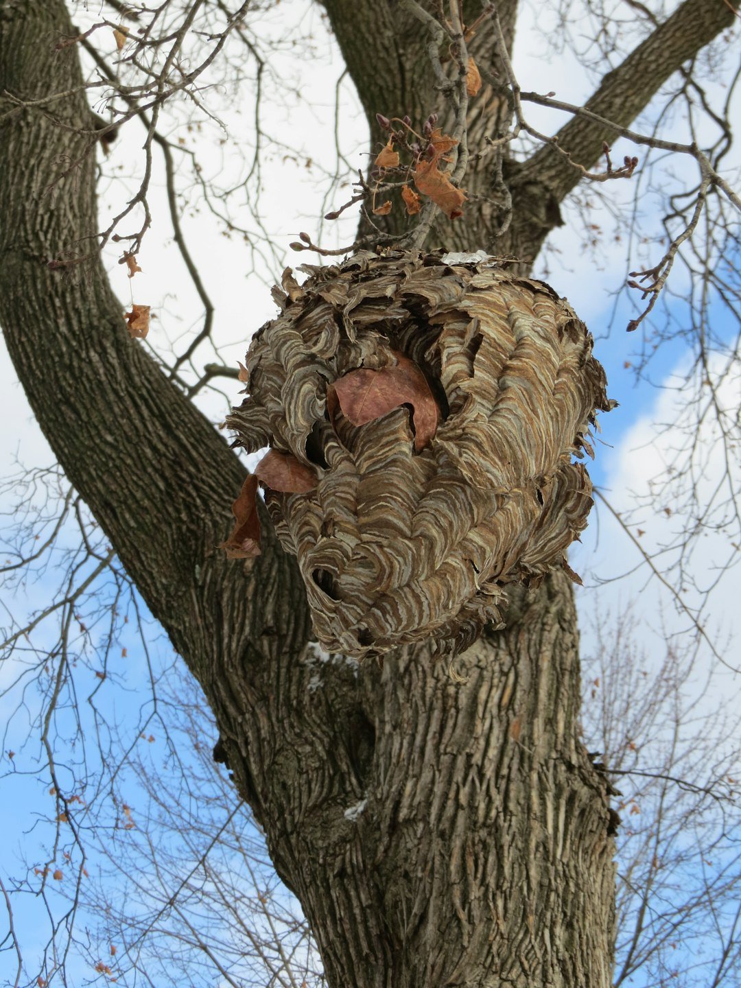 Combien coûte une destruction de nid de frelons en 2025 ?