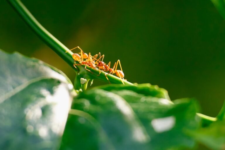 Termites en Île-de-France : les zones à risque