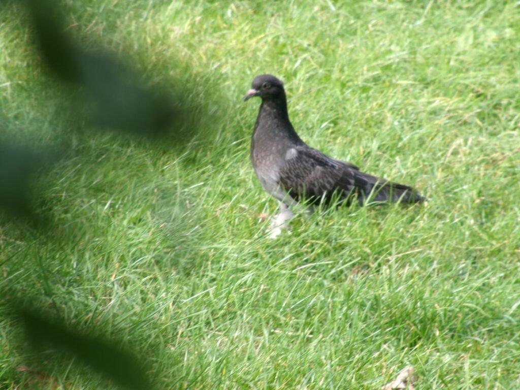 Les ultrasons pour pigeons sont-ils efficaces en ville ?