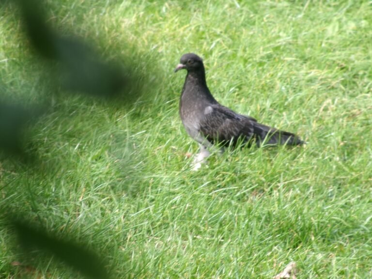 Les ultrasons pour pigeons sont-ils efficaces en ville ?