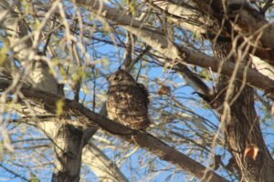 Aoûtats : soulager les démangeaisons et traiter le jardin