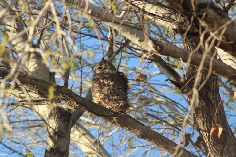 Aoûtats : soulager les démangeaisons et traiter le jardin