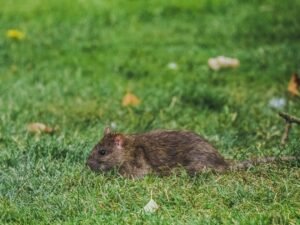 Fouines dans le grenier : comment les déloger sans les blesser ?