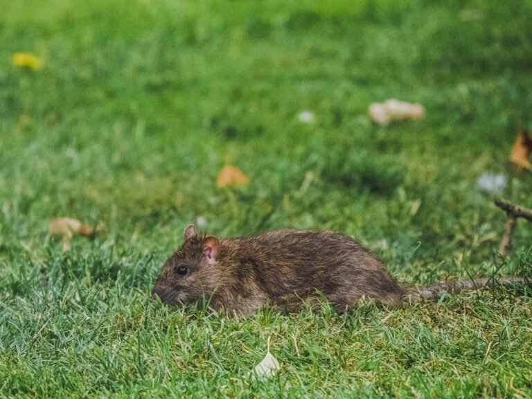 Fouines dans le grenier : comment les déloger sans les blesser ?