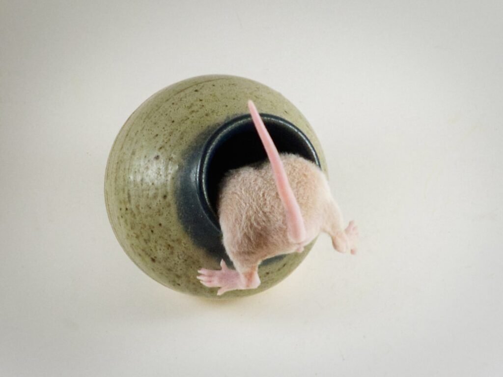 Rats musqués et Ragondins : dégâts sur les berges en IDF