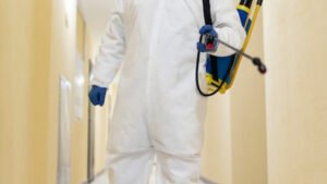 Infestation de rats : pourquoi privilégier une dératisation en urgence ?